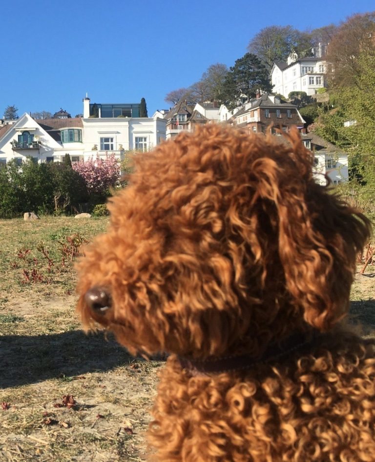 Chino trägt ein Miami-Cut und beobachtet vom Ufer in Blankenese Schiffe auf der Elbe